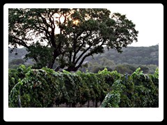 hill_country_wine_trail1