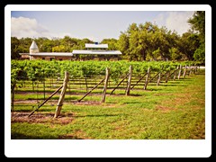 hill_country_wine_trail3